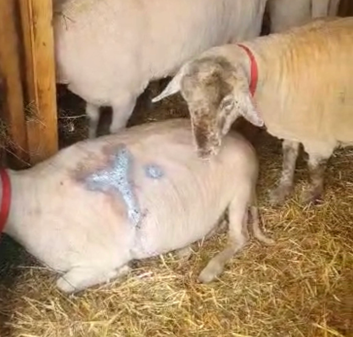 viber_image_2023-07-02_15-38-24-501